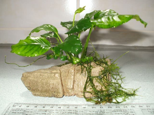 Anubias and java moss on rock