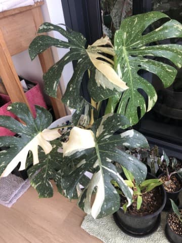 Monstera