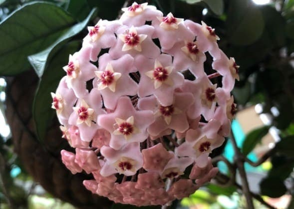 Hoya carnosa in flower